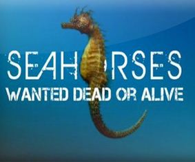 KH096 - Document - Seahorses - Wanted Dead Or Alive (2.3G)
